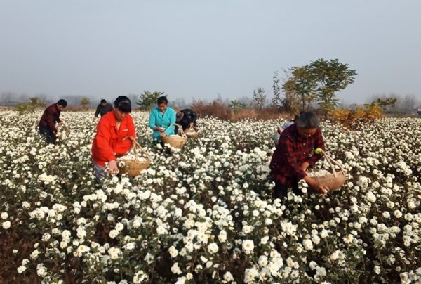 图为管李村雏菊种植基地.JPG